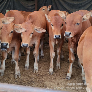 �����SţƷ�N ���������T����ţ���� �Bֳ�����l�����Sţ