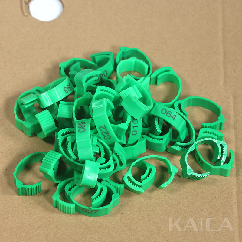 문구가 있는 녹색(팩당 50개)