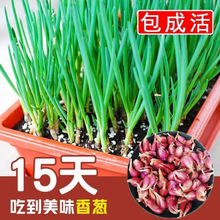 �Ĵ��ļ����r�S�[�^�N������С�[�^���[���[���[С���[�^�t�[�^�r