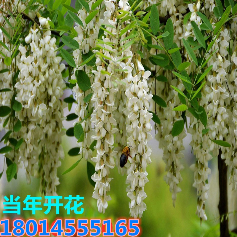 批发洋槐树苗洋槐花苗刺槐小苗槐树苗槐花树苗槐树南北方种植庭院
