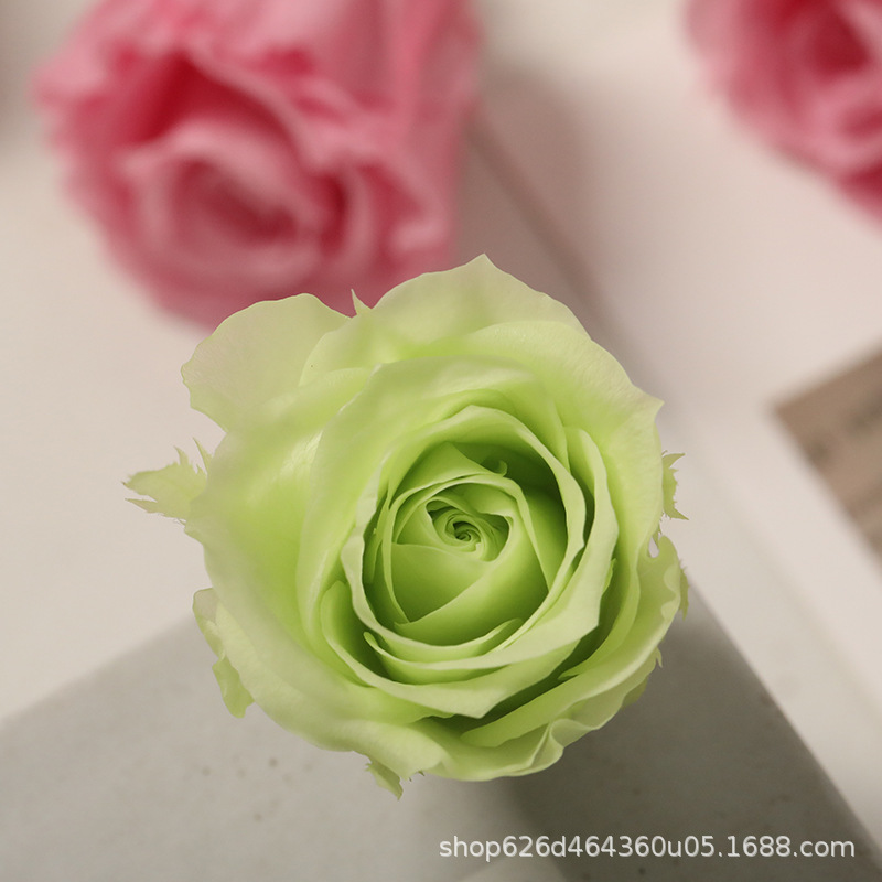 Flores inmortales Grado B 2 - 3cm rosas pequeñas flores frescas flores secas rosas DIY oso unicornio regalos de boda