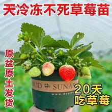 ��ݮ�玧���������莧���ļ��̨�҃����ϱ�����ݮ�����Ԯ���Y��