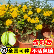 �����̨�҃�����ͥԺ���ܽ���֘���ǧ���ֹ�ˮ��������ָ�����