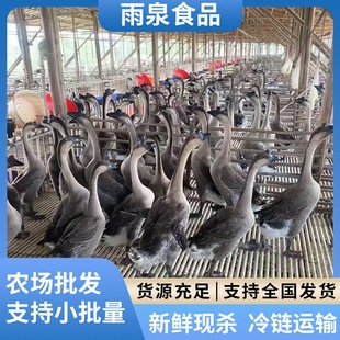 ���l���r���h�����Zֱ�N�����D�Z����ȫ���l؛���r�F�׬F�l���Z