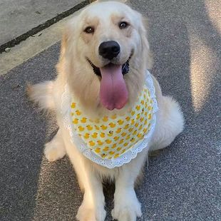 Small, Medium and Large Dog Bibs, Dog Saliva Scarves, Samoyed Cute Golden Retriever Alaskan Neck Scarves, Factory Direct Sales