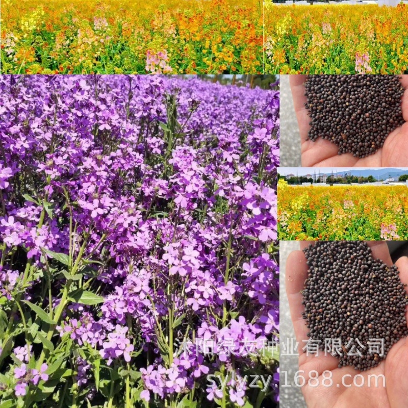 Semillas de flores, semillas de flores.