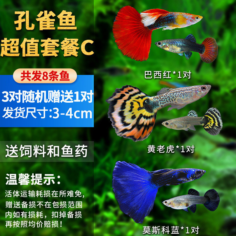 孔雀鱼精品小鱼缸观赏鱼好养耐活热带鱼活鱼天空蓝小型小鱼苗|undefined