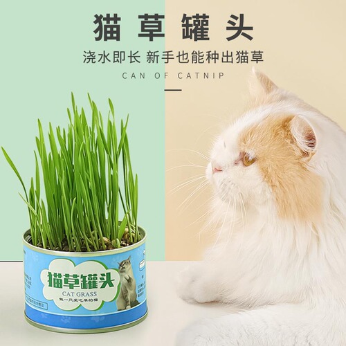 Wheat seed hydroponic cat grass canned seedling tray lazy cat hair ball piece dog grass mint potted plant manufacturer