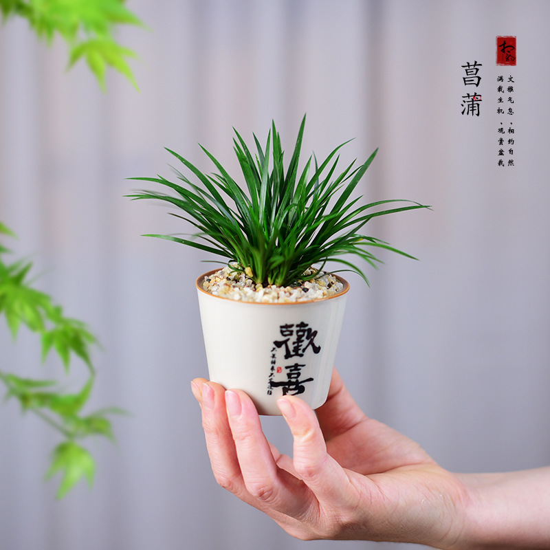 Moneywort Bonsai, New Chinese-Style Small Potted Plant, Office Tea Table Decoration, Air Purifying Indoor Micro-Landscape Green Plant Moneywort Bonsai, New Chinese-Style Small Potted Plant, Office Tea Table Decoration, Air Purifying Indoor Micro-Landscape Green Plant