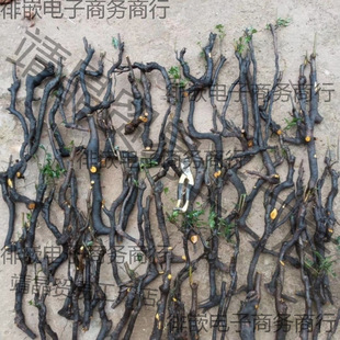 �������辰�Ϙ��k���ҽ����Ә�ƿ�m��Ѫ�t���J�[�O�Ϙ�����옶