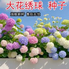 跨境电商绣球花种籽子四季播种开花多年生花籽盆栽种植庭院易活