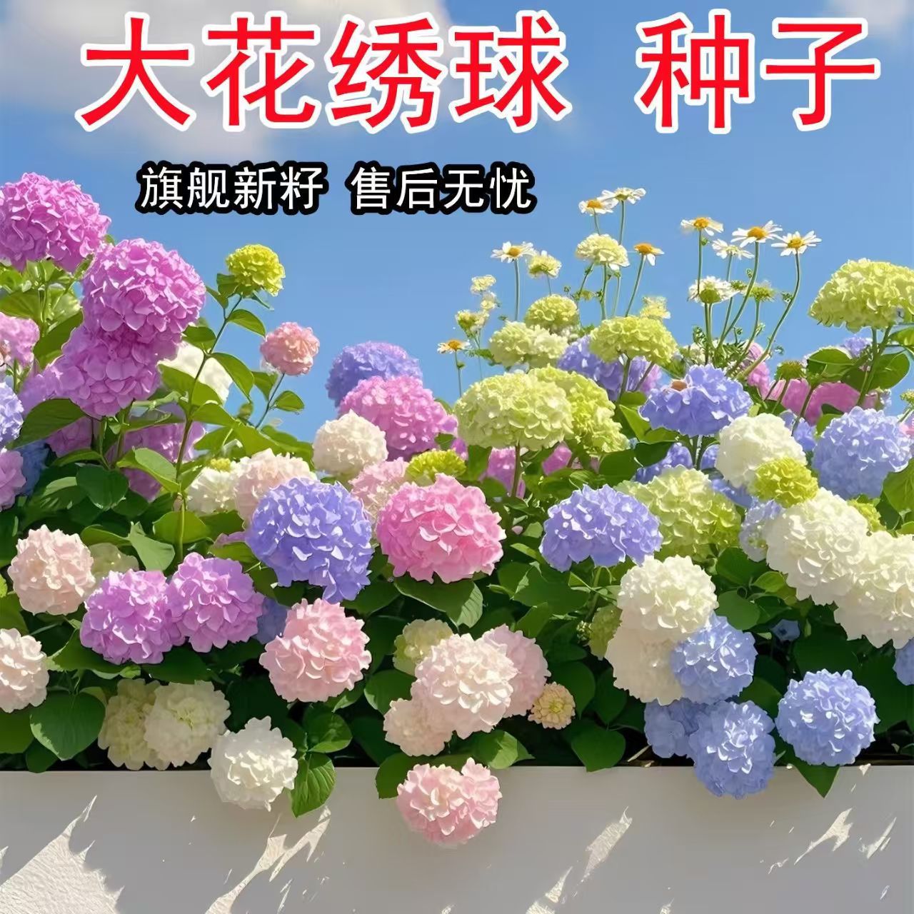 跨境电商绣球花种籽子四季播种开花多年生花籽盆栽种植庭院易活