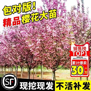 �ձ��ѻ������ϱ�������ͥԺ�Nֲ��ѾG���L���仨������ֲ���ذ�