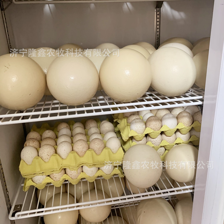 Live Ostriches For Sale Supply Scenic Area Viewing Adult Ostriches Laying Ostrich Eggs Ostrich Chicks Price
