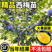 ÷޽÷ӘشԵԮYϱNֲ