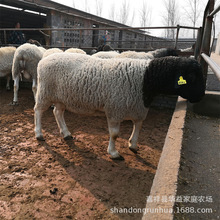 澳洲白杜泊绵羊羊羔 白头杜泊羊 白头杜泊羊二胎母羊