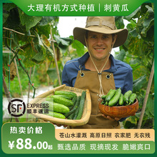 雲南高原有機方式種植刺黃瓜現摘生態新鮮蔬菜榨汁即食生吃拌沙拉