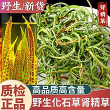 肾精草黄金草中草药草茶黄金草肾黄金化石正宗精草精草野生好货