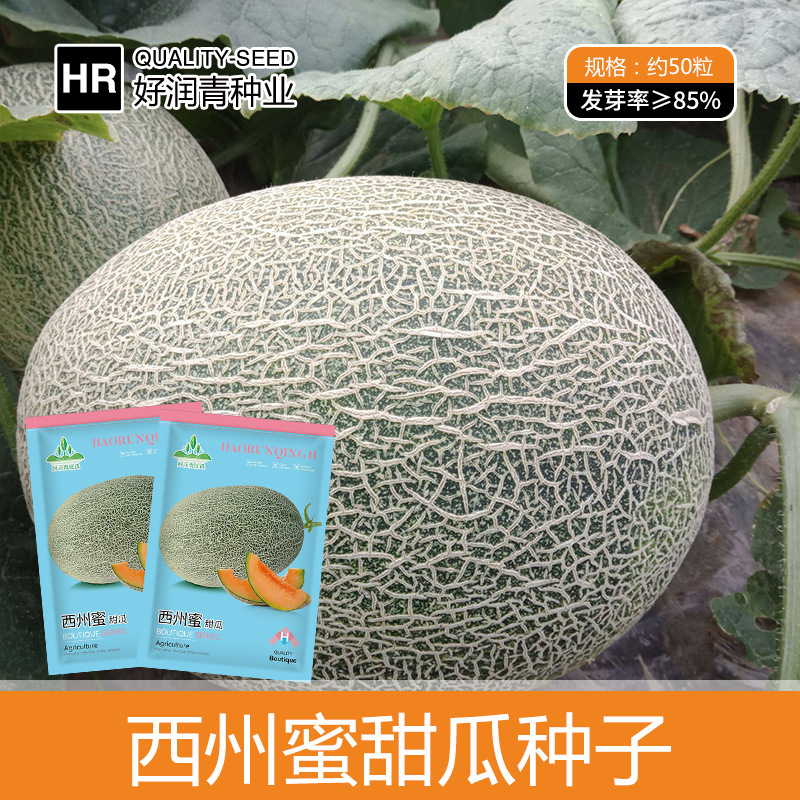 Factory Wholesale Cantaloupe Seeds Xizhou Honey Xinjiang Thick-Skinned Melon Seeds Reticulated Red Flesh Honeydew Melon Fruit Spring