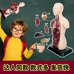 Early Education Human Body Organs and Skeleton Model Set Science Education DIY Assembly Toys for Primary and Middle School Students Wholesale