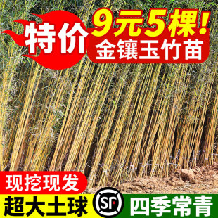 �����������ͥԺ�ļ����౱���ͺ����F�S�����������^�p���^ֲ��