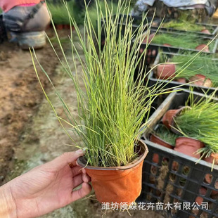 Internet Celebrity Fendai Grass Flower Sea Landscape Project Fendai Grass Seedlings Shandong Perennial Seedling Base