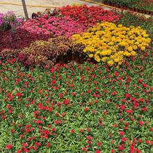 ذˌ칤 ˌС ƷNҎRȫSG