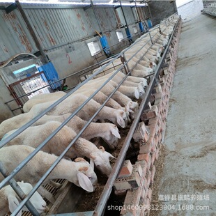 Сβ�����ͺ����̥���m�ϱ�����ֳ�����������ֳᷱ����