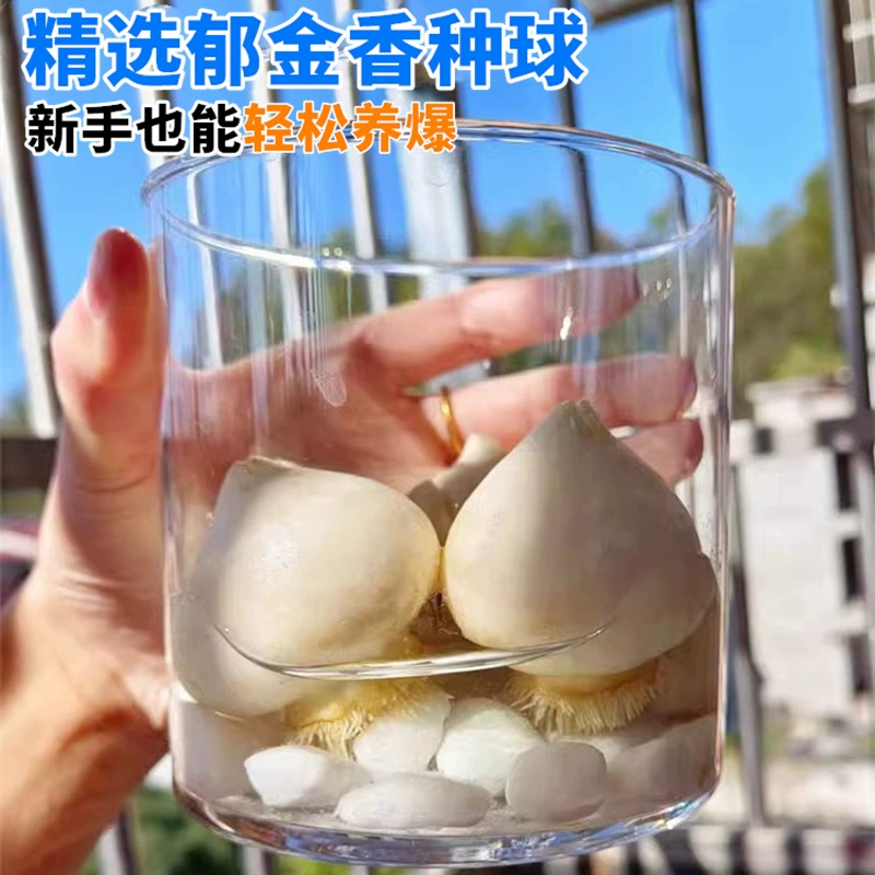 Луковицы тюльпанов, гидропонные цветочные растения, комнатные цветы в почве, легко кормить семена голландских цветов в горшках в любое время года.