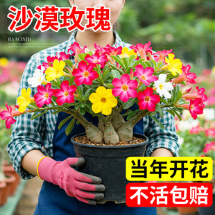 ɳĮõ�������ذꎧ�����̨���B����ֲ���҃��ļ��Gֲ����С�辰