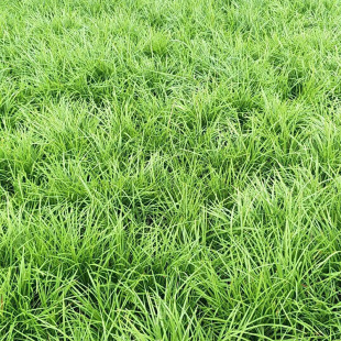 Base Wholesale Small-Leaf Ophiopogon Japonicus Grass, Fine-Leaf Ophiopogon Japonicus Seedlings, Along the Steps Grass Seedlings, Book Belt Grass, Drought-Resistant and Cold-Resistant, Evergreen in All Seasons