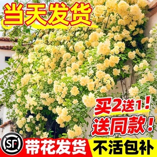 Yellow Wood Fragrance Flower Seedling Potted Garden Climbing Plant Double Leaf Red and White Wood Fragrant Tree Seedling Old Pile Balcony Four Seasonal Flowers
