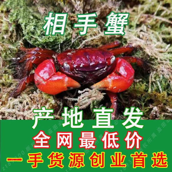 Little stay together [1 calves with few remaining crabs]