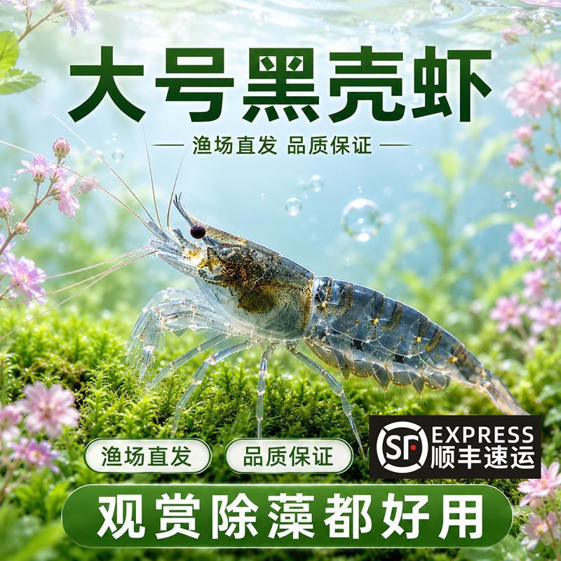 Black Shrimp Cold Water Algae-Eating Shrimp Free Shipping Ornamental Shrimp Pet Shrimp Cleaning Shrimp Live Shrimp Fry Feed Aquarium Fish Tank