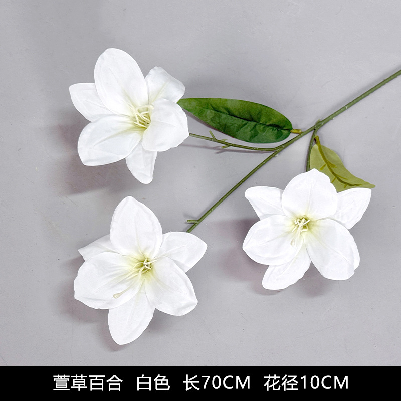 Lirio Hemerocallis (nuevo estilo)