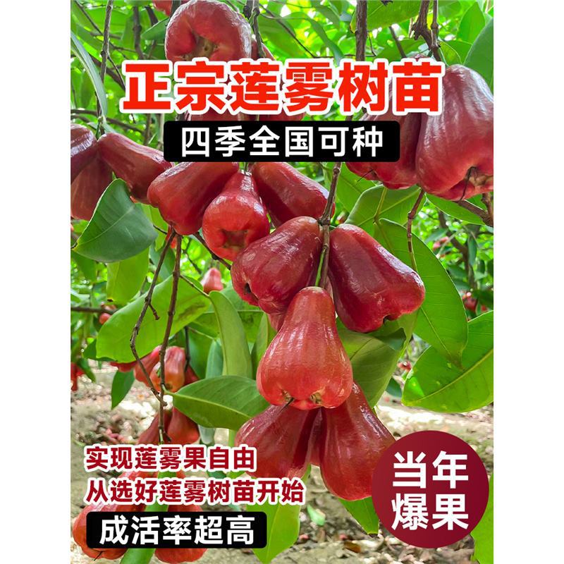 黑金刚莲雾树苗黑糖芭比台湾嫁接四季新品种南方果树庭院地栽带叶