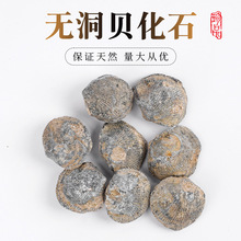 天然无洞贝化石标本海洋古生物地质科普教学动物骨骼原石摆件矿物