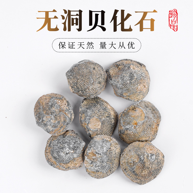 Natural Hole-Free Shell Fossil Specimens, Marine Paleontology, Geological Science Teaching, Animal Skeletons, Raw Stone Ornaments, Minerals