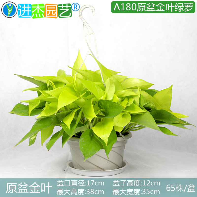 180��Ҷ����