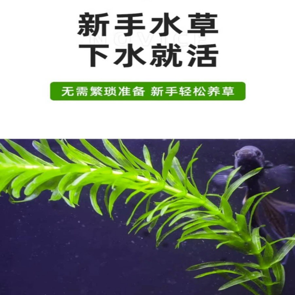 蜈蚣草水草植物养龟缸净水绿植新手养鱼绿菊中后景草鱼缸造景水草