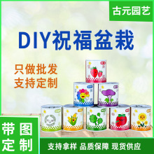 六一儿童节礼物 DIY盆栽盲盒办公室绿植盆栽迷你桌面儿童种植盆栽