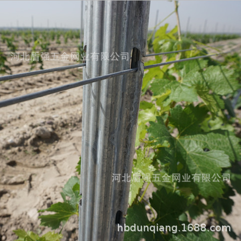 山西省汉中市金属梅花柱葡萄立柱猕猴桃立柱防鸟网立柱工厂直供