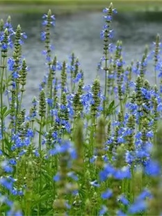 ����ֱ�N���{��β����һ����] �׻�÷N��������