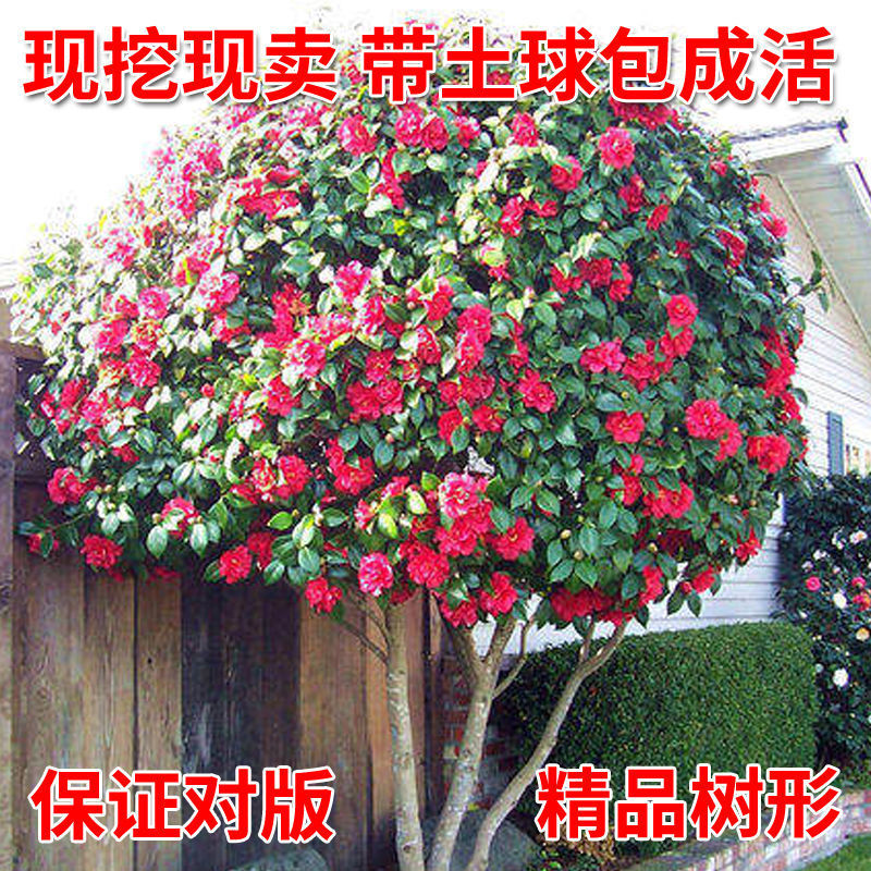 茶花树苗庭院耐寒大型带花苞北方南地栽耐冬室外大红花园四季长青 种苗花卉网