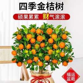 金桔树盆栽可食用带果脆皮四季橘子树苗客厅室内外驱蚊花卉绿植物