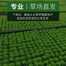 �~��ˮ���~���f���\�ͻ�̦�\���Bƿ�쾰���㶨ֲ��ˮ�Nֲ�ͺ���ֳ