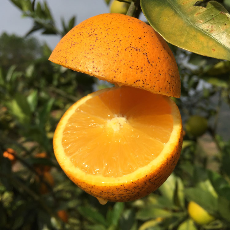 赣南脐橙花皮丑果10斤/20斤榨汁新鲜水果当季现摘现发江西甜橙子|ru