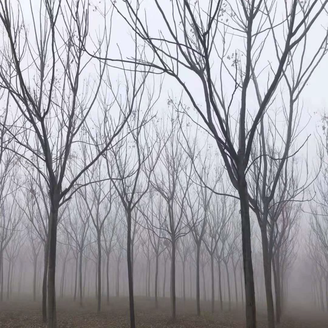 Оптовая продажа семян лириодендрона, саженцы лириодендрона, Huangshan Liriodendron 5cm Liriodendron 15cm Huangshan Liriodendron 20cm