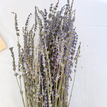 ɻ޹²Ȼ滨ϼҾװ߲廨Dried Lavender