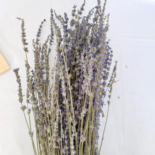 �ɻ�޹�²���Ȼ�滨���ϼҾ�ܛ�b�Ĕz���߲廨��Lavender����